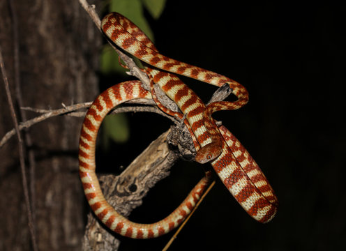 The brown tree snake is an arboreal rear-fanged colubrid snake native to eastern and northern coastal Australia, eastern Indonesia, Papua New Guinea.