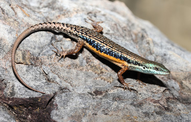 Carlia jarnoldae is a species of saurians of the family of Cophoscincopus. This species is endemic to Queensland in Australia. this species is named in honor of Jennifer 