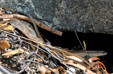 Carlia longipes is a species of saurians of the family of Cophoscincopus. This species is endemic to North-eastern Queensland in Australia.