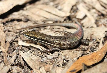 Carlia rufilatus is a species of saurians of the family of Cophoscincopus. This species is endemic to Australia. It occurs in Western Australia and the Northern Territory.