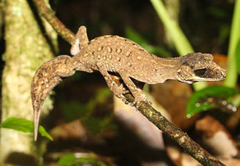 Carphodactylus laevis, a single representative of the genus Carphodactylus, is a species of gecko of the family Carphodactylidae. This species lives in the tropical forest.