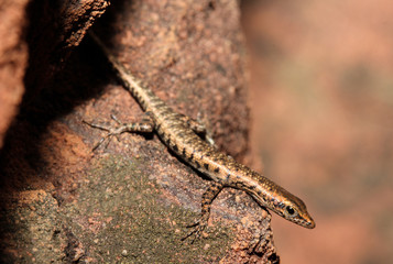 Cryptoblepharus zoticus is a species of saurians of the family of Cophoscincopus. The specific name zoticus comes from the Greek zoticus, lively, in reference to the casualness of this lizard.