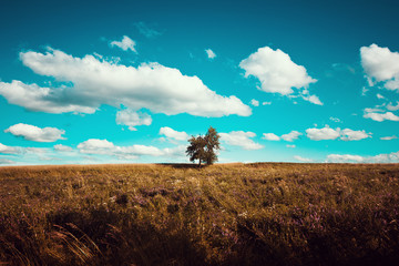 Lonely green tree in the field in vintage toning.