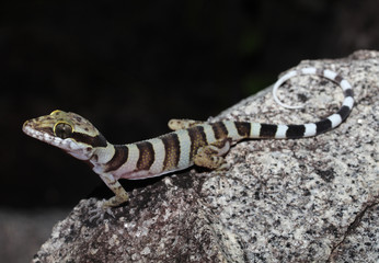 Cyrtodactylus tuberculatus is a species of gecko of the family Gekkonidae. This species is endemic to the cape York peninsula in Queensland, Australia.