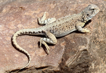 Ctenophorus gibba is a species of saurians of the family of Agamidae. This species is endemic to Southern Australia.