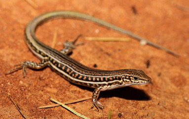 Ctenotus schomburgkii is a species of saurians of the family of Cophoscincopus. This species is endemic to Australia. It occurs in Western Australia, the Northern Territory, Queensland.