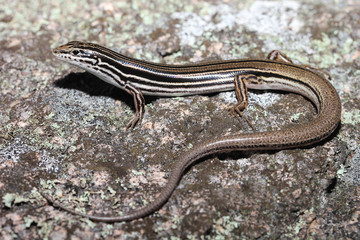 The Australian striped skink, also known as the Copper-tailed ctenotus or Copper-tailed skink, is a species of medium-sized skink found commonly along the eastern seaboard of Australia.