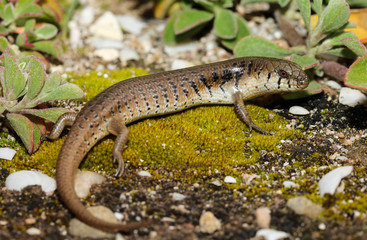 Cyclodomorphus nimbochromis is a species of saurians of the family of Cophoscincopus. This species is endemic to Australia. It occurs in the south-west of Queensland.