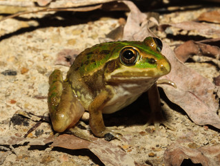 The striped burrowing frog is a species of burrowing frog in the family Hylidae. It occurs throughout much of Australia, from northern New South Wales.