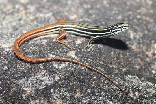 The Australian striped skink, also known as the Copper-tailed ctenotus or Copper-tailed skink, is a species of medium-sized skink found commonly along the eastern seaboard of Australia.