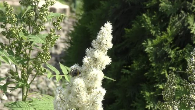 Bumble bee collects nectar on flower Sorbaria