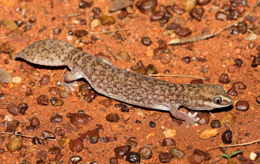 Diplodactylus conspicillatus is a species of gecko in the family Diplodactylidae. This species is endemic to Australia. It occurs in Western Australia, South Australia and the Northern Territory.