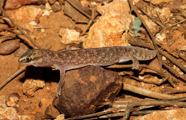 Diplodactylus conspicillatus is a species of gecko in the family Diplodactylidae. This species is endemic to Australia. It occurs in Western Australia, South Australia and the Northern Territory.