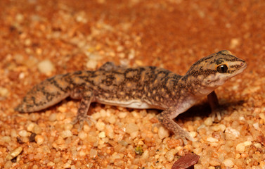 Naklejka premium Diplodactylus conspicillatus is a species of gecko in the family Diplodactylidae. This species is endemic to Australia. It occurs in Western Australia, South Australia and the Northern Territory.