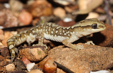 Diplodactylus furcosus is a species of gecko in the family Diplodactylidae. This species is endemic to South-eastern South Australia.
