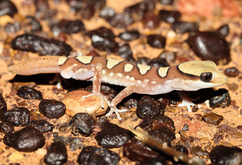 Diplodactylus galeatus is a species of gecko in the family Diplodactylidae. This species is endemic to Australia. It occurs in the north of South Australia and the southern Northern Territory.