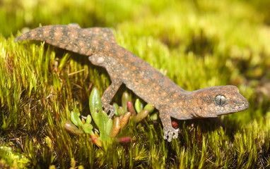 Diplodactylus lateroides is a species of gecko in the family Diplodactylidae. This species is endemic to Western Australia. It occurs in the Darling Range and South of Perth.