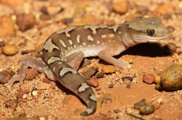 Diplodactylus pulcher is a species of gecko in the family Diplodactylidae. This species is endemic to Australia. It occurs in South Australia and Western Australia.