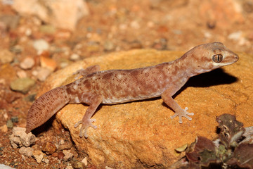 Diplodactylus tessellatus is a species of gecko in the family Diplodactylidae. This nocturnal gecko is relatively stocky, with a short tail and massive and scales is apparent.