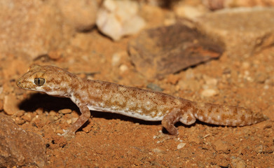 Diplodactylus tessellatus is a species of gecko in the family Diplodactylidae. This nocturnal gecko is relatively stocky, with a short tail and massive and scales is apparent.