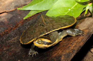 Naklejka premium The yellow-faced turtle, is a medium-sized aquatic turtle inhabiting rivers, streams and permanent water bodies across much of northern Australia.