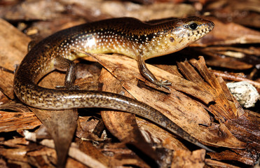 Eremiascincus douglasi is a species of saurians of the family of Cophoscincopus. This species is endemic to the Northern Territory of Australia.
