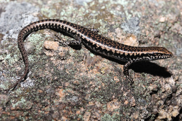 Concinnia martini is a species of saurians of the family of Cophoscincopus. This species is named in honour of Keith Martin of the Commission for the conservation of the Northern Territory.