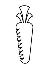 fresh carrot isolated icon design