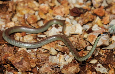 Furina ornata is a species of snakes of the family Elapidae. This species is endemic to Australia. It occurs in Western Australia, South Australia, the Northern Territory and Queensland.