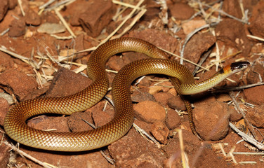 Furina ornata is a species of snakes of the family Elapidae. This species is endemic to Australia. It occurs in Western Australia, South Australia, the Northern Territory and Queensland.