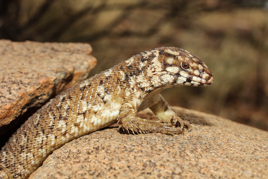 Egernia hosmeri is a species of saurians of the family of Cophoscincopus. It is a lizard viviparous. This species is endemic to Australia. It occurs in the Northern Territory and Queensland.