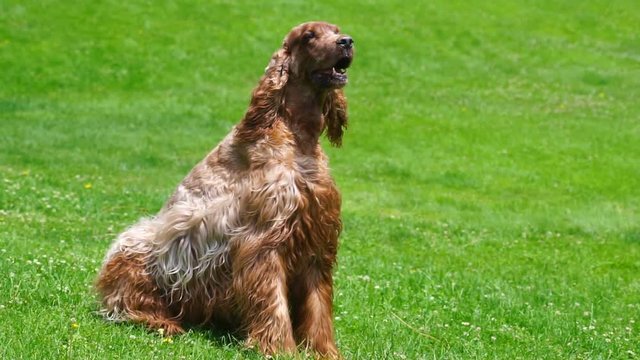 An award winning Dog sits and takes on the wind in slow motion