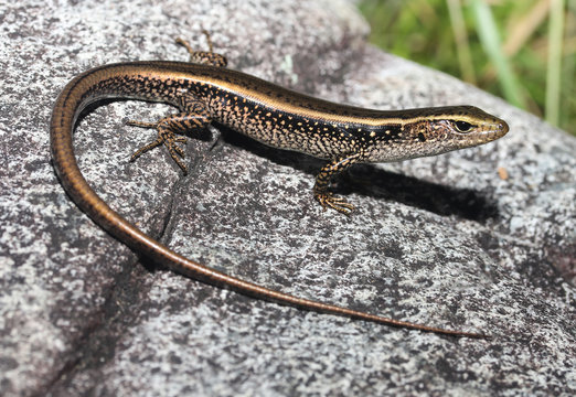 The Eastern Water Skink, Eastern Water-skink, or Golden Water Skink (Eulamprus quoyii) is a species of diurnal Scincidae that occurs in Australia, primarily in the southeast.
