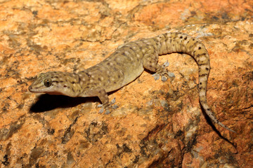 Gehyra robusta is a species of gecko of the family Gekkonidae. This species is endemic to Queensland in Australia.