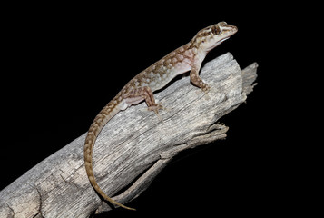 Gehyra versicolor is a species of gecko of the family Gekkonidae. This species is endemic to Australia. It occurs in Queensland, New South Wales, Victoria, South Australia and the Northern Territory.