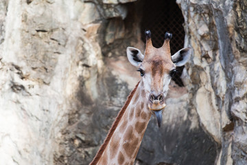 Close up giraffe face in zoo tongue as funny