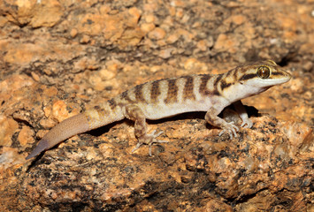 Heteronotia binoei, commonly known as Bynoe's gecko, is a species of lizard endemic to Australia. One of Australia's least habitat-specific geckos, it occurs naturally across much of the country.