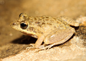 The bumpy rocket frog or Peters' frog is an abundant species of frog in the Hylidae family. It is endemic to northern Australia, south to Maryborough, Queensland.