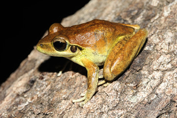 Litoria wilcoxii is a species of frog in the family Hylidae. Also known as the stony-creek frog, eastern stony creek frog and Wilcox's frog, it is endemic to Australia.