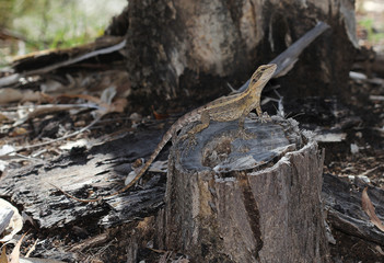 Obraz premium Lophognathus gilberti is a species of saurians of the family of Agamidae.
