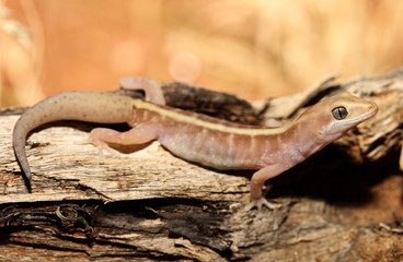 Lucasium immaculatum is a species of gecko in the family Diplodactylidae.