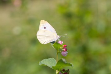 Beautiful butterfly sitting on flower.