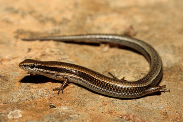 Menetia greyii is a species of saurians of the family of Cophoscincopus.