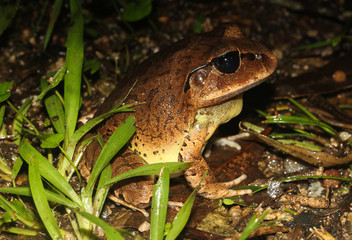 Fototapeta premium Mixophyes coggeri is a species of amphibian family Myobatrachidae.