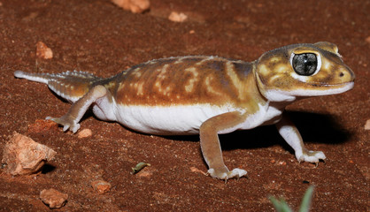 Nephrurus levis is a species of geckos of the family Carphodactylidae.