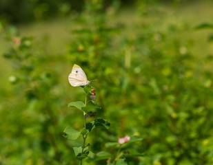 Beautiful butterfly sitting on flower.