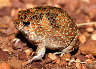 Notaden is a genus of amphibians of the family Limnodynastidae.