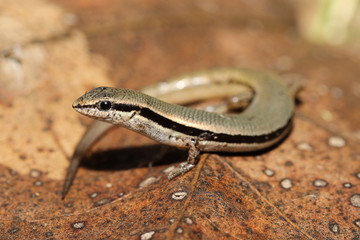 Notoscincus ornatus is a species of saurians of the family of Cophoscincopus.