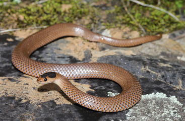 Parasuta flagellum is a species of snakes of the family Elapidae.