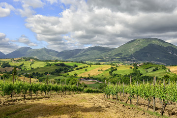 Fototapeta na wymiar Typical landscape Marche Italy